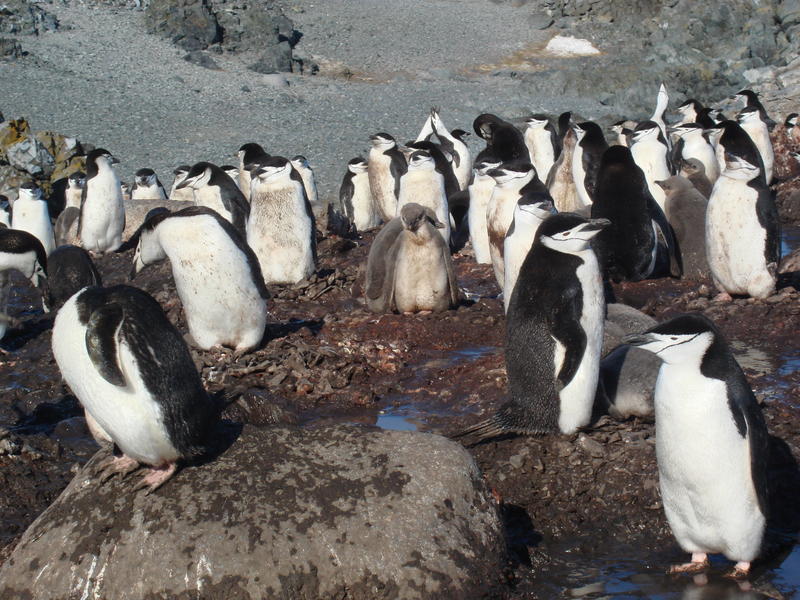 Chinstrap_penguins001