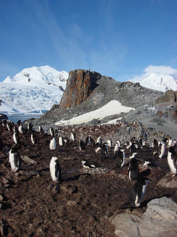 Chinstrap_penguins002