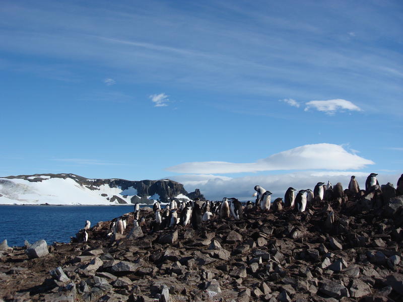 Chinstrap_penguins003