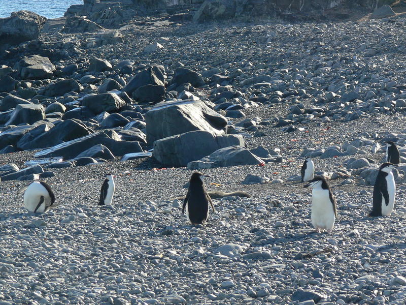 Chinstrap_penguins009