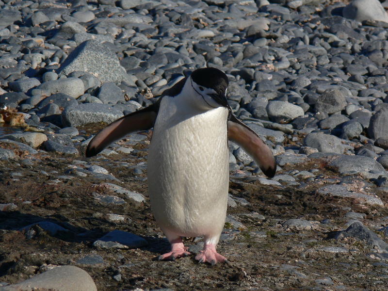 Chinstrap_penguins010
