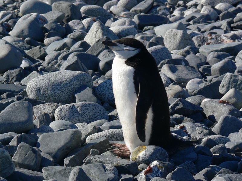 Chinstrap_penguins019