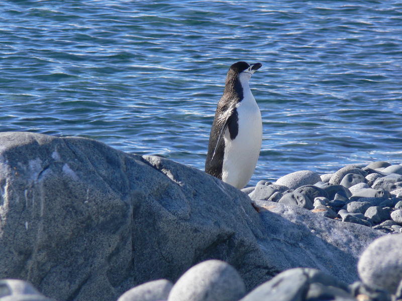 Chinstrap_penguins020