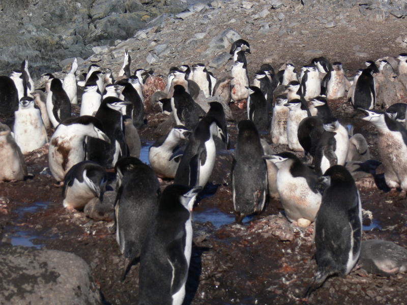 Chinstrap_penguins027