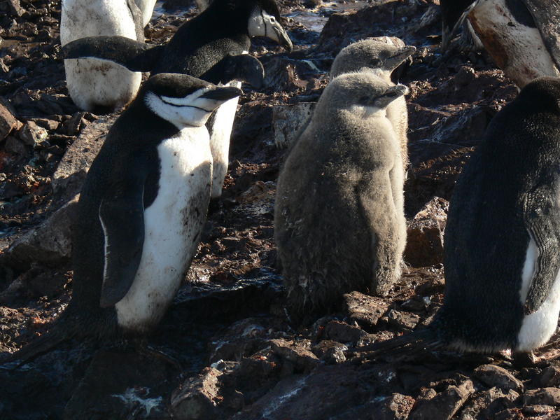 Chinstrap_penguins029
