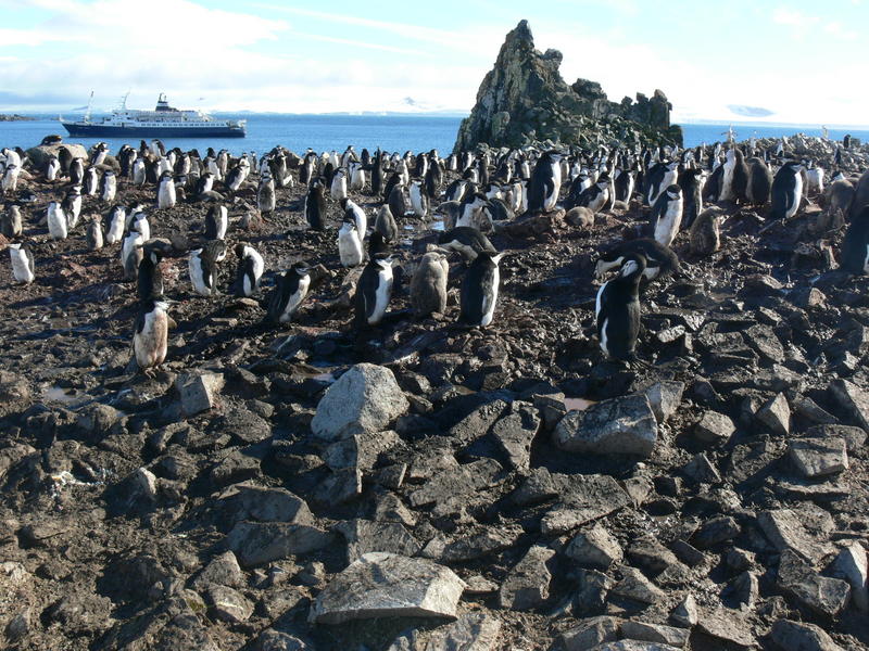 Chinstrap_penguins030