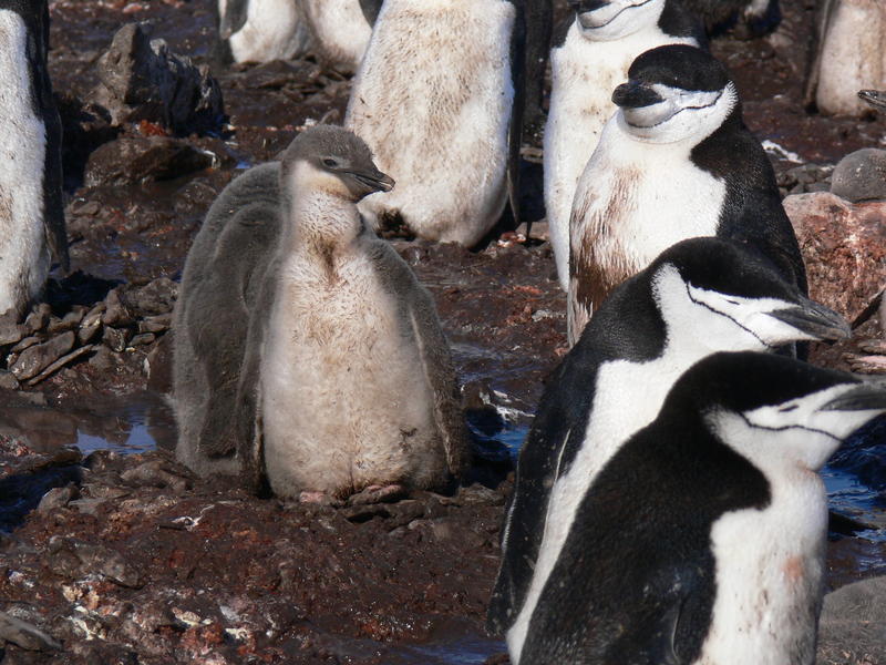 Chinstrap_penguins033