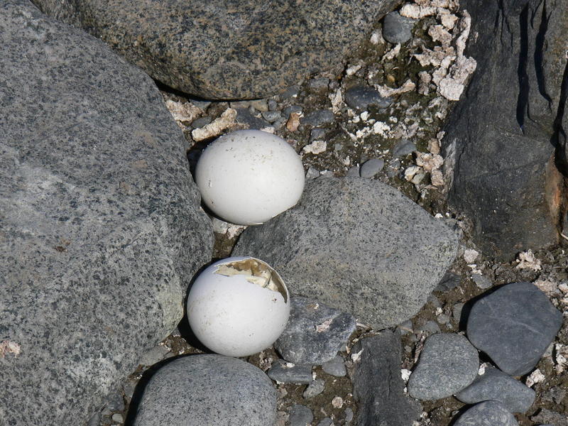 Eggs01