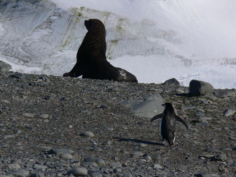 Seal_and_penguin01