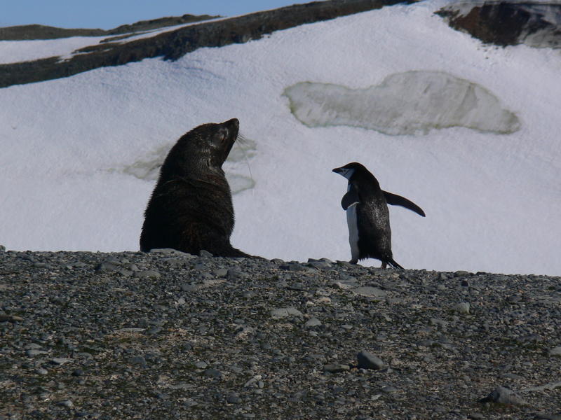 Seal_and_penguin03
