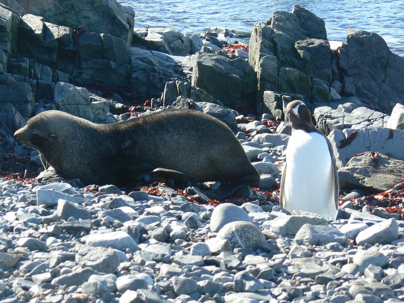 Seal_and_penguin05