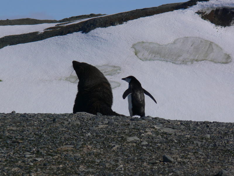 Seal_and_penguin06