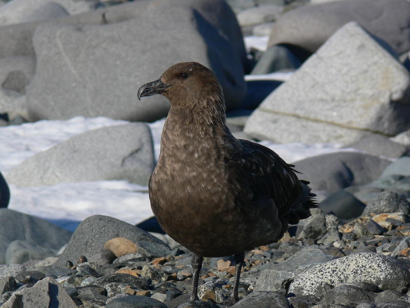 Skua05