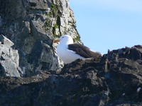 Albatross02