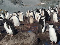 Chinstrap_penguins001