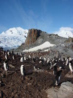 Chinstrap_penguins002