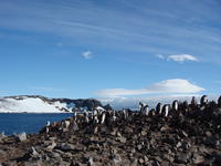 Chinstrap_penguins003