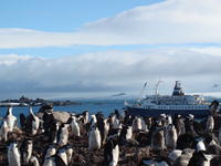 Chinstrap_penguins004