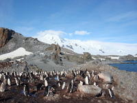 Chinstrap_penguins006