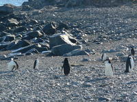 Chinstrap_penguins009
