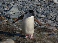 Chinstrap_penguins010