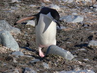 Chinstrap_penguins011