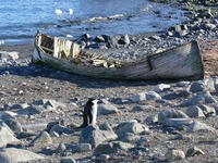 Chinstrap_penguins012