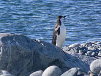 Chinstrap_penguins020