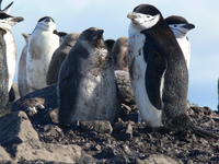 Chinstrap_penguins024