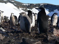 Chinstrap_penguins026