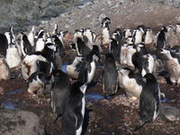 Chinstrap_penguins027