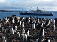 Chinstrap_penguins028