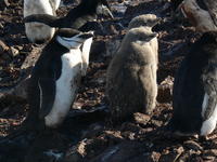 Chinstrap_penguins029