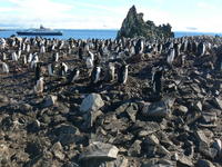 Chinstrap_penguins030