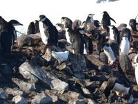 Chinstrap_penguins031
