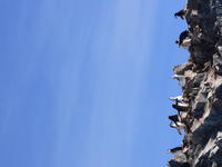 Chinstrap_penguins035