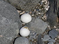 Eggs01
