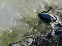 Half_Moon_Island042