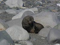 Half_Moon_Island043