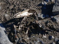 Half_Moon_Island056