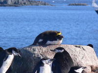 Macaroni_penguins01