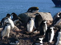 Macaroni_penguins02