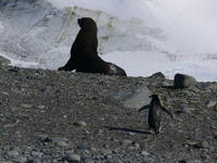 Seal_and_penguin01