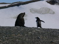 Seal_and_penguin03