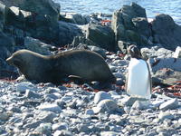 Seal_and_penguin05