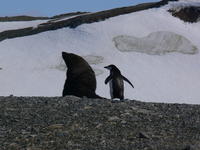 Seal_and_penguin06