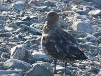 Skua01