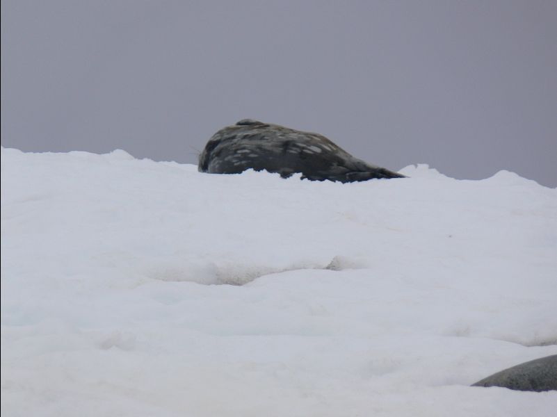 Weddell_Seal01