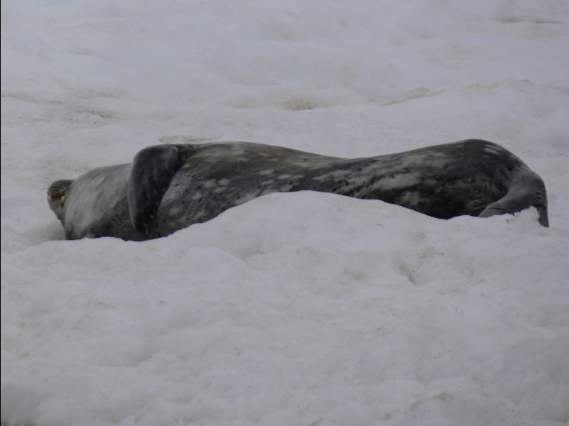 Weddell_Seal02