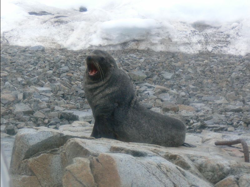 Weddell_Seal03